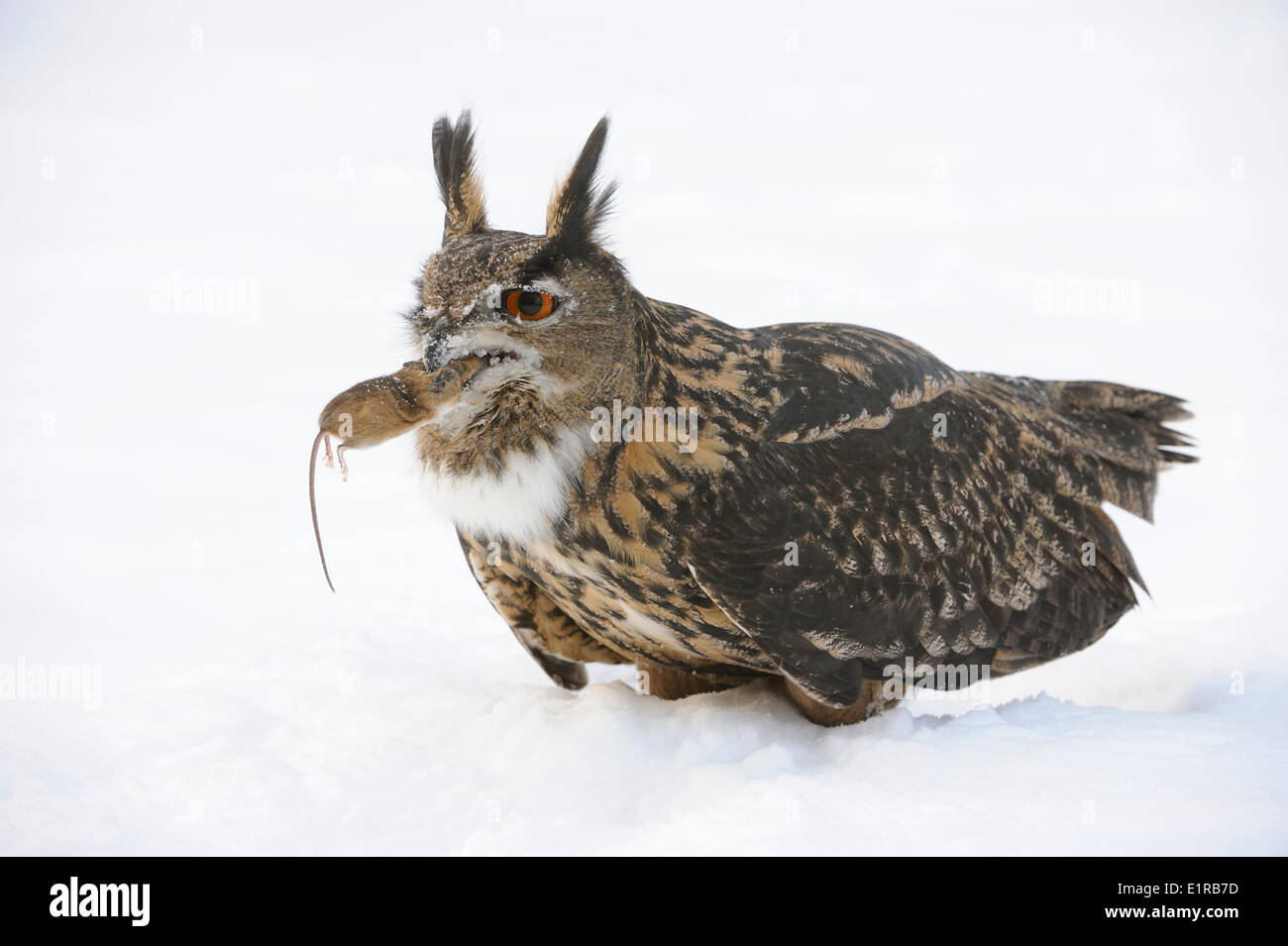 Europaische Uhu Thront Im Schnee Frisst Eine Maus Stockfotografie Alamy