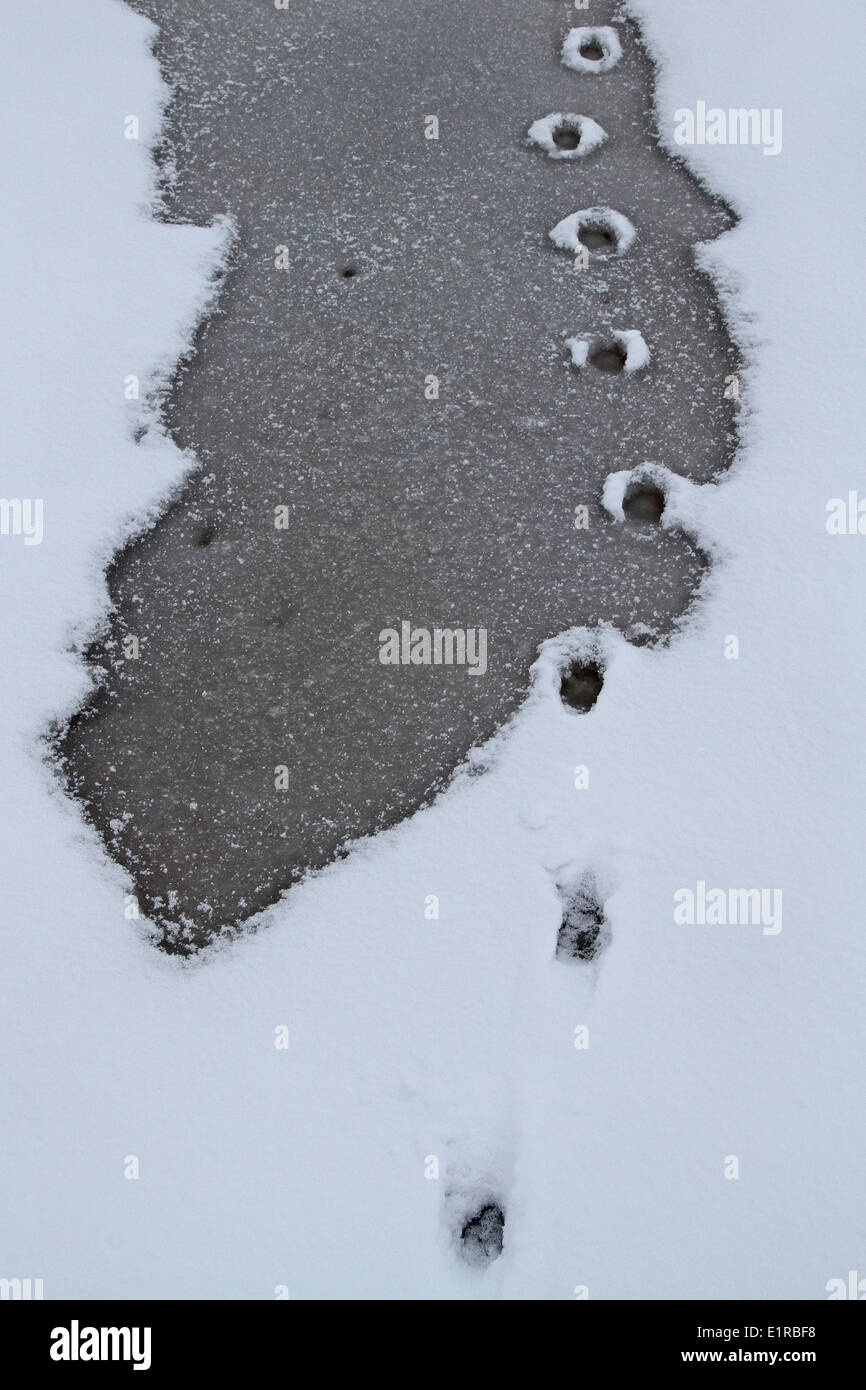 Spuren im Schnee und auf halb gefrorene Wasser Stockfoto