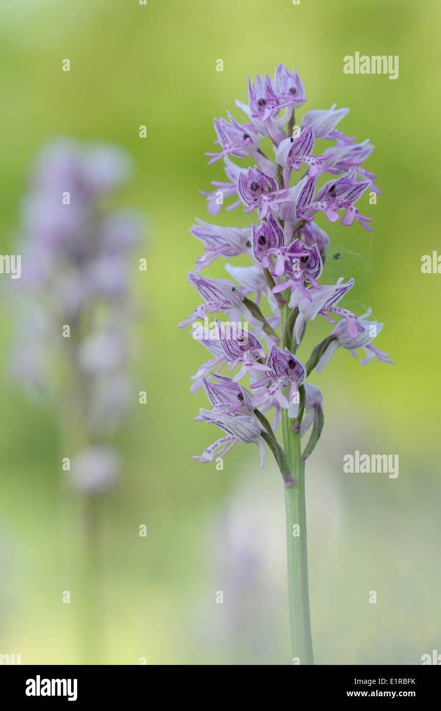 Militärische Orchidee Blüte Stockfoto