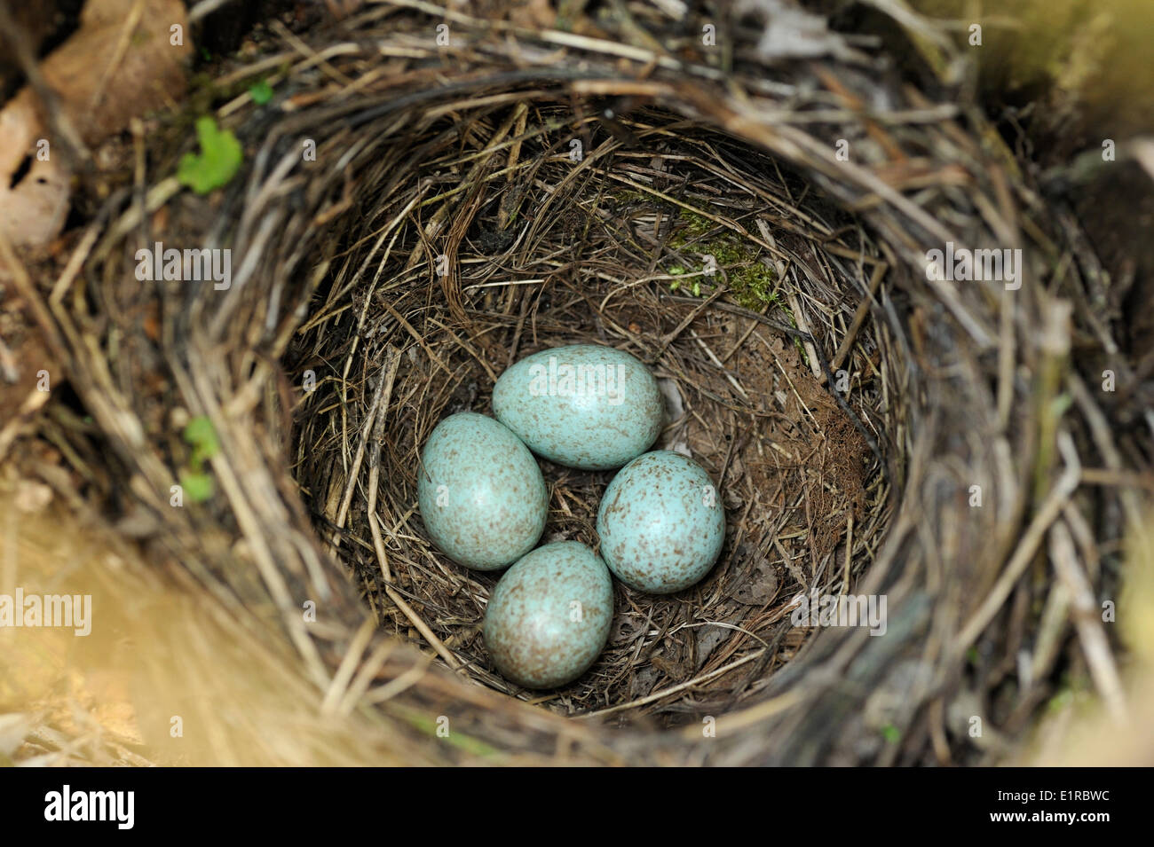 4 Eiern wie eine Amsel, die ihr Nest in einer hohlen Pillard Weide gebaut hat Stockfoto