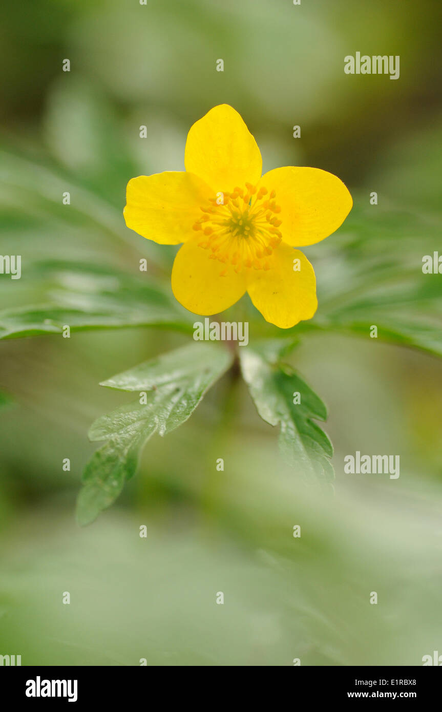 Blüte gelb Anemone Stockfoto