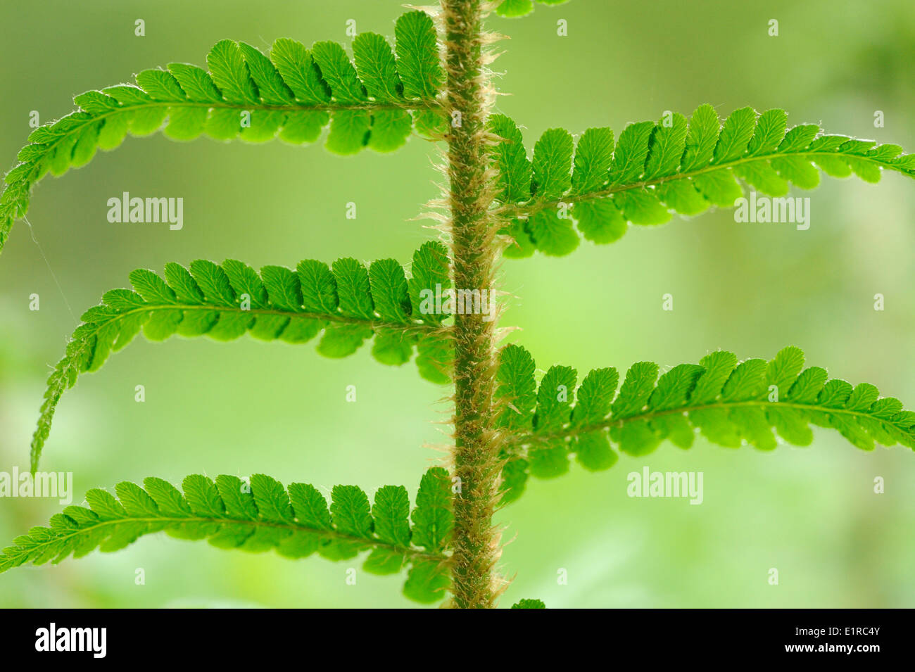 Schuppige Wurmfarn Stockfoto