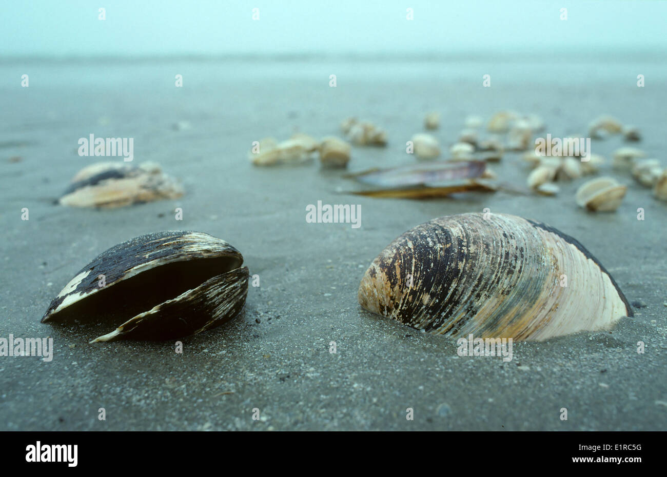 Ozean Quahog-Muschel an den Strand gespült Stockfoto