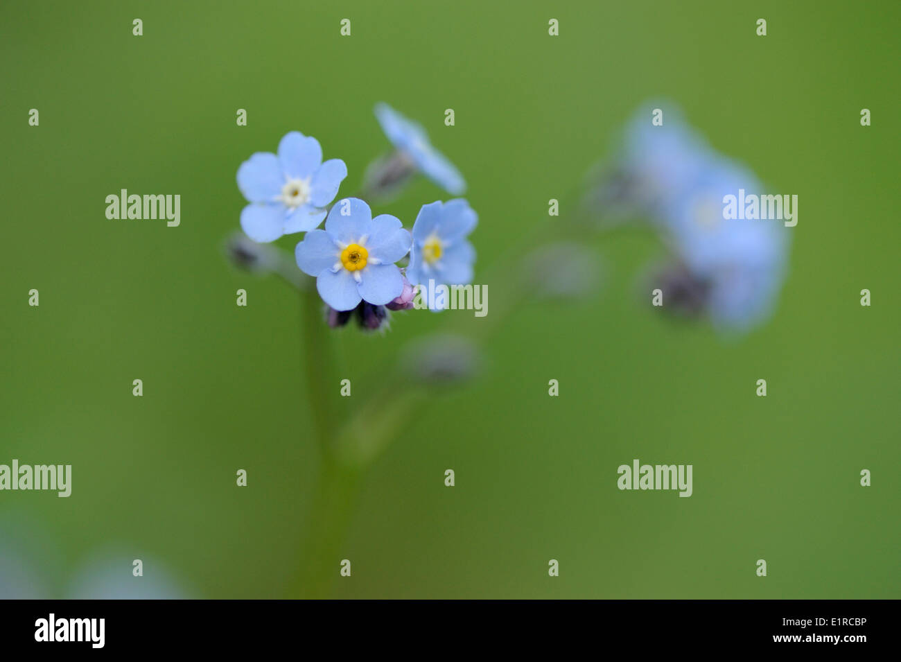 Blüte Holz Vergissmeinnicht Stockfoto