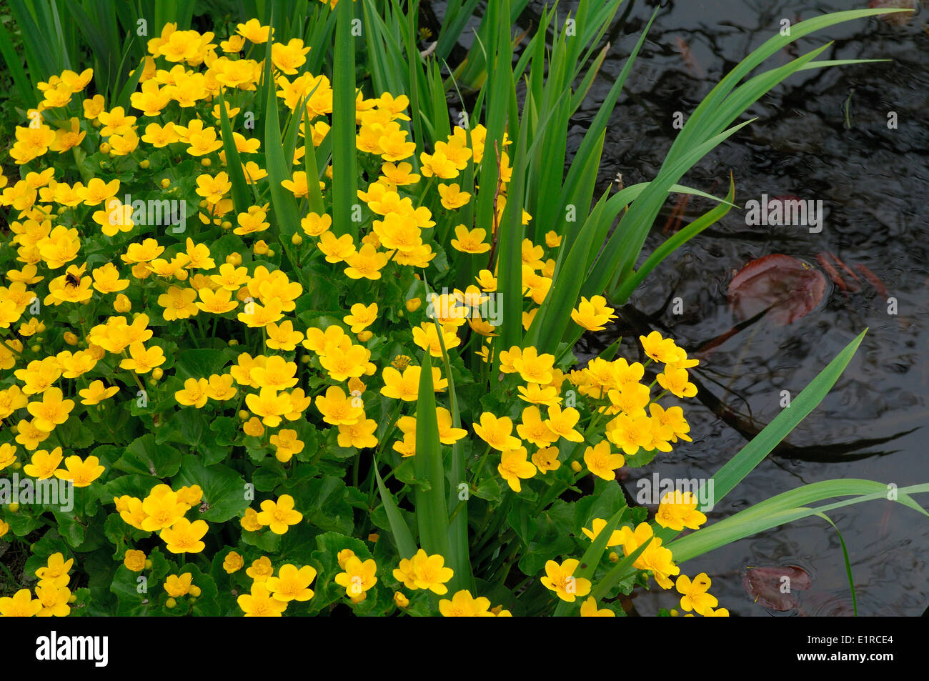 Dotterblumen in voller Blüte Stockfoto