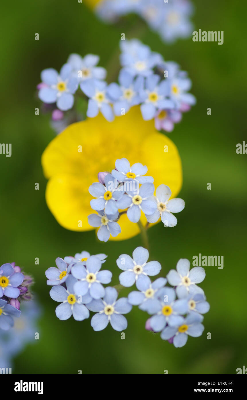 Alpine Vergissmeinnicht mit eine Butterblume im Hintergrund Stockfoto