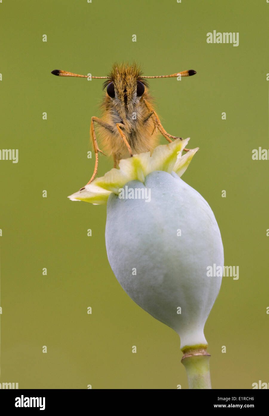 Essex Skipper auf eine Mohnblume Stockfoto