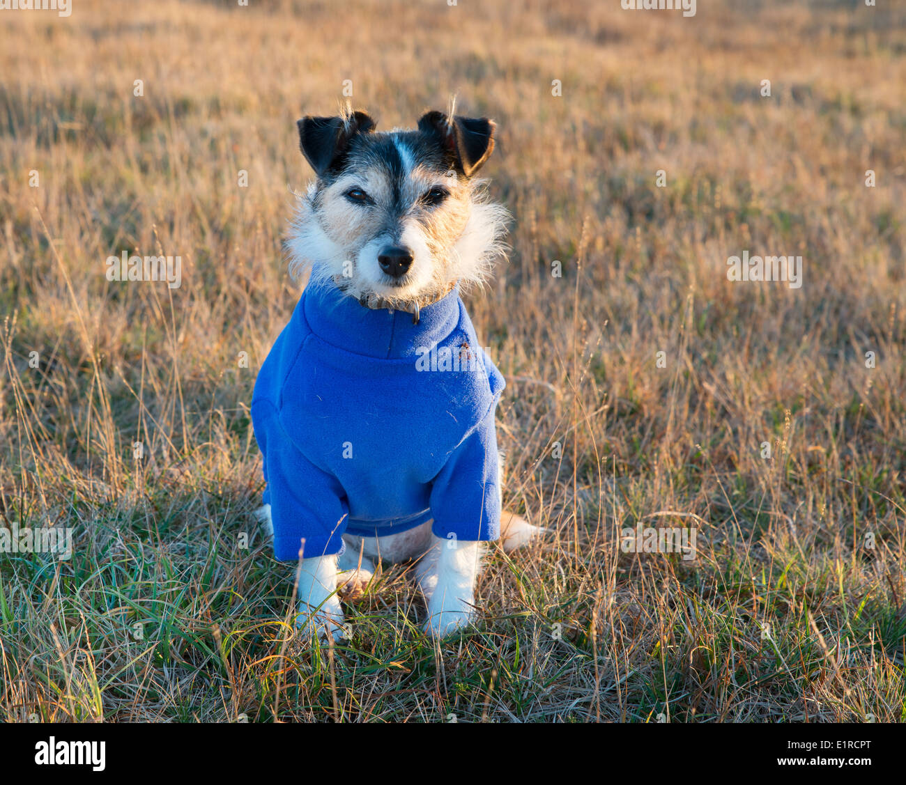 Jack Russell Terrier trägt einen blauen Pullover Mantel Stockfoto