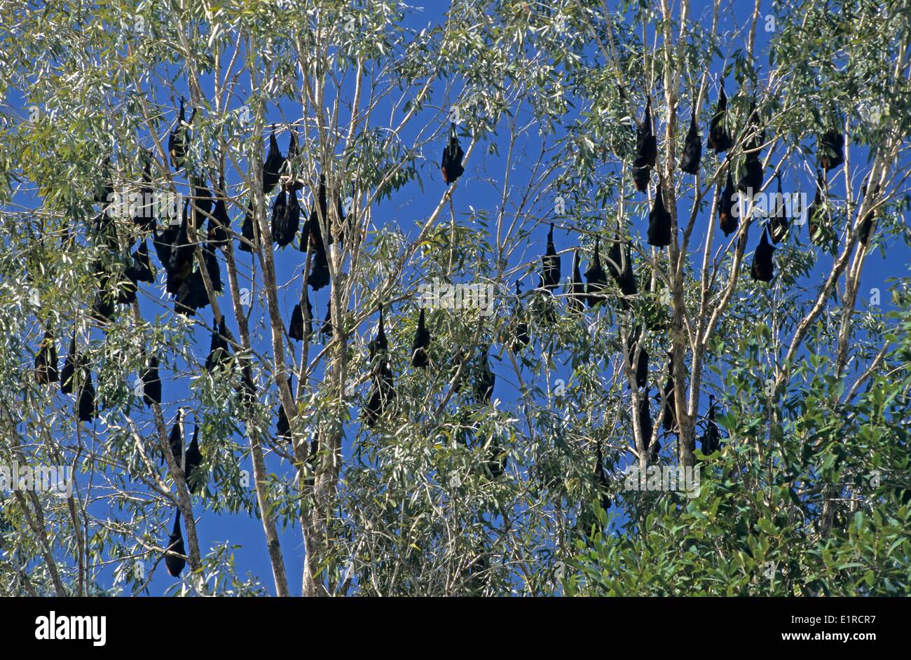 Schwarze Flughunde in Eukalyptus-Baum Stockfoto