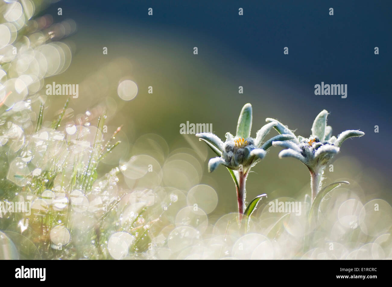 Stimmungsbild von Edelweiss am Morgen mit dem Tau fällt Stockfoto