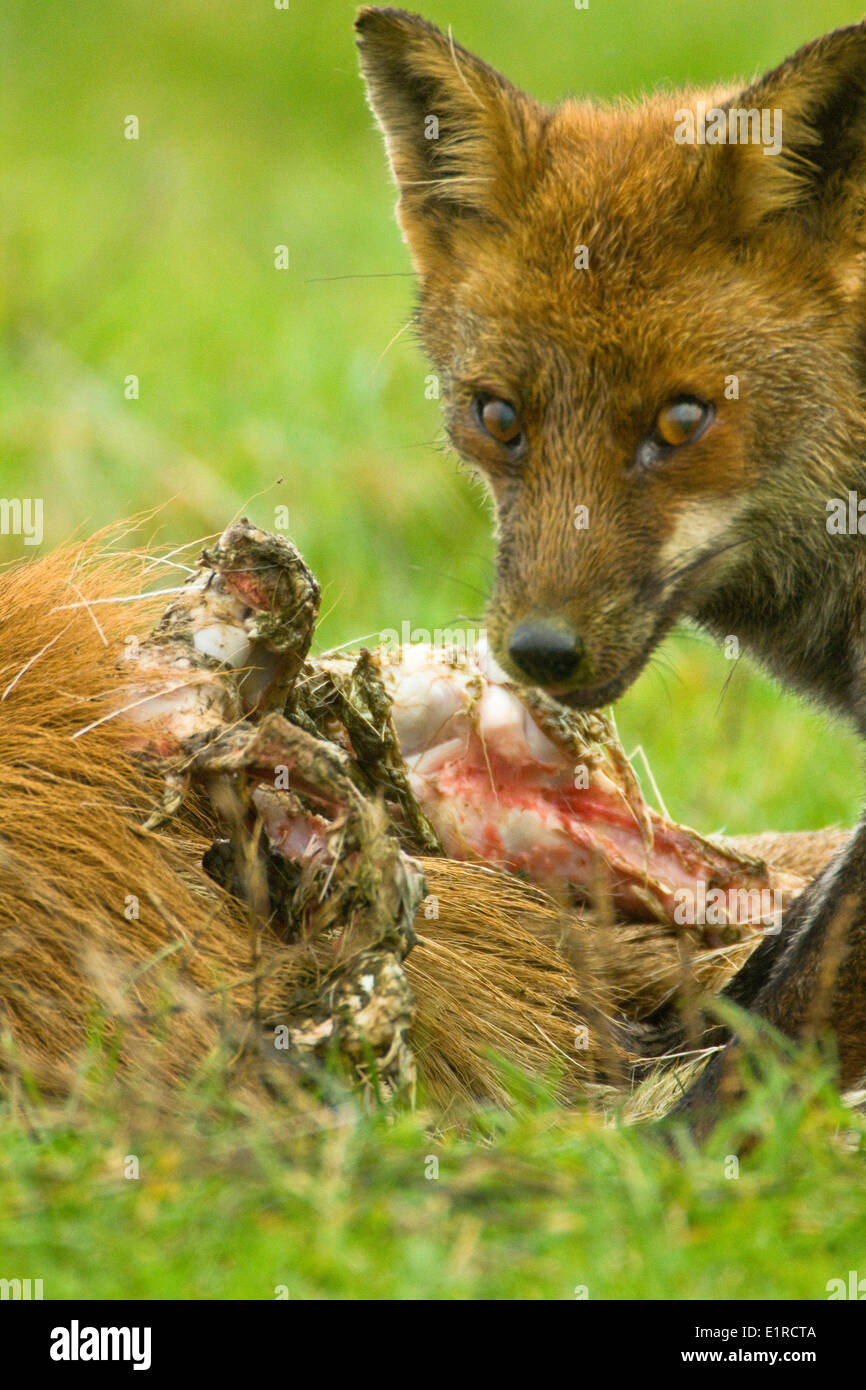 Rotfuchs Ist Essen Aus Carcas Rotwild Hirschkuh Stockfotografie Alamy