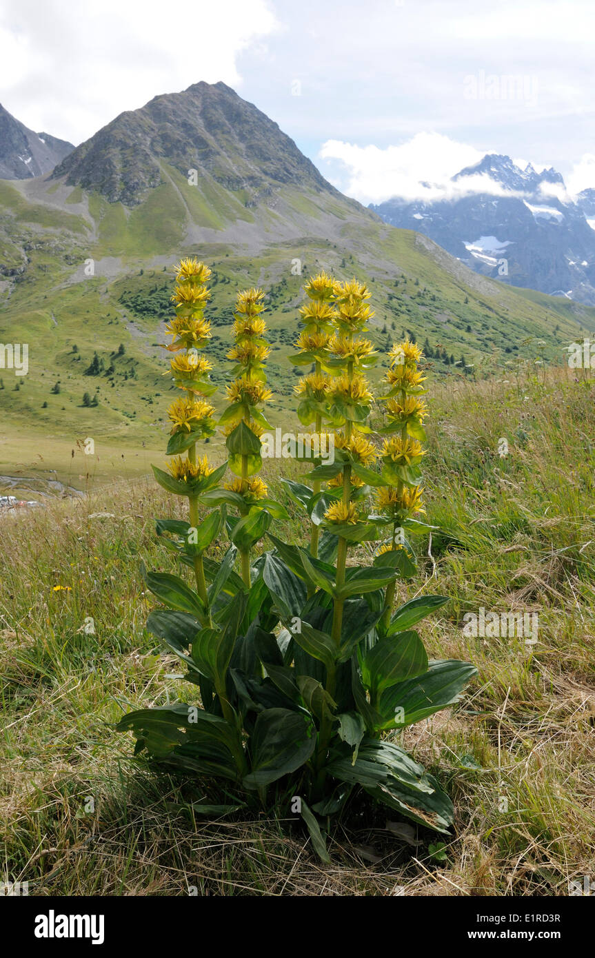 Große gelbe Enzian Blüte in den Alpen Stockfoto
