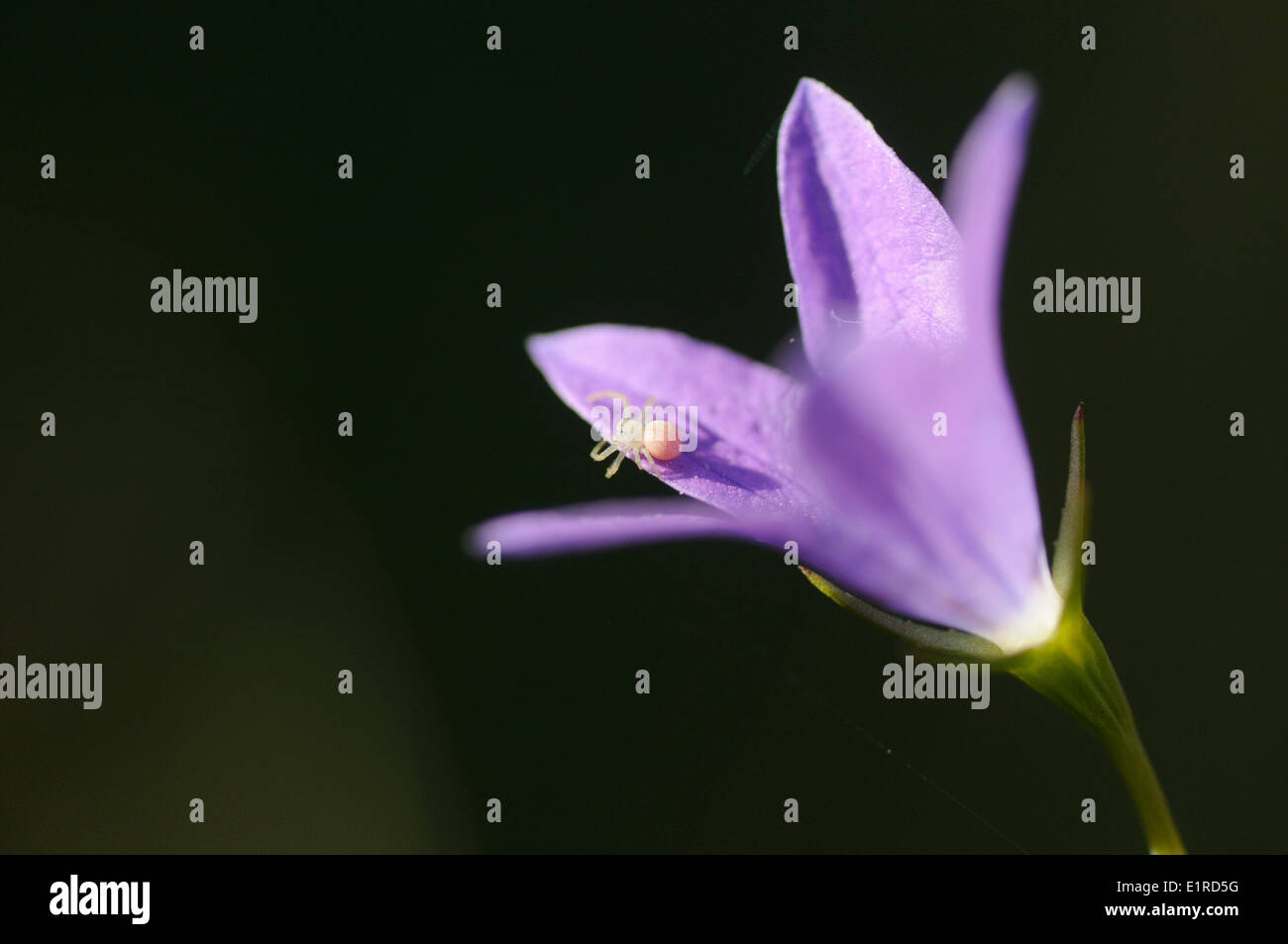 Detaillierten Überblick über die Verbreitung von Glockenblume Stockfoto