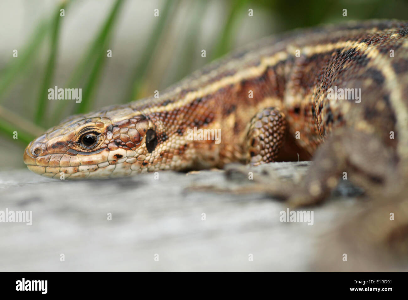 Sonnenbaden lebendgebärend Eidechse Stockfoto