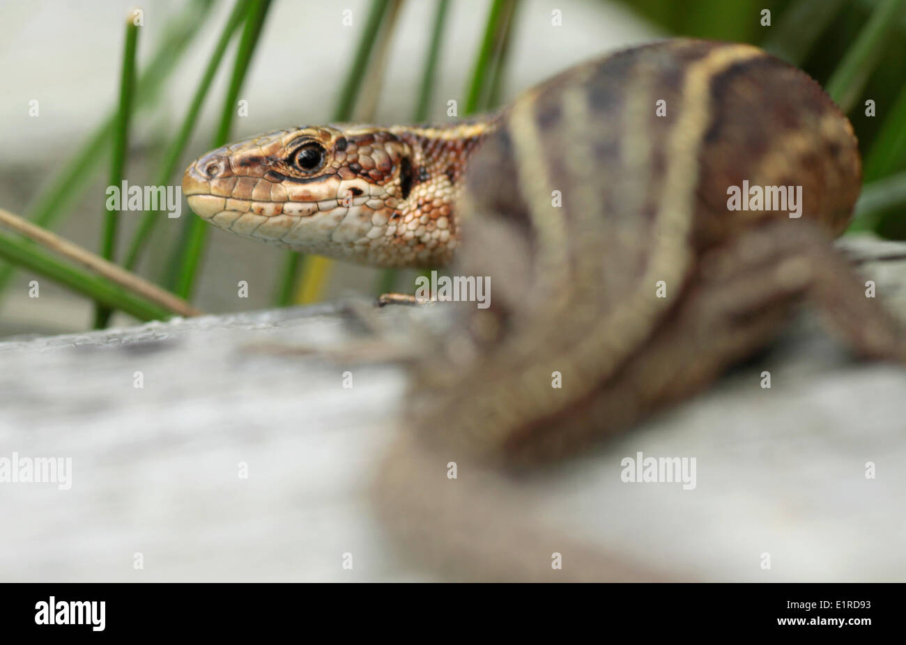 Sonnenbaden lebendgebärend Eidechse Stockfoto