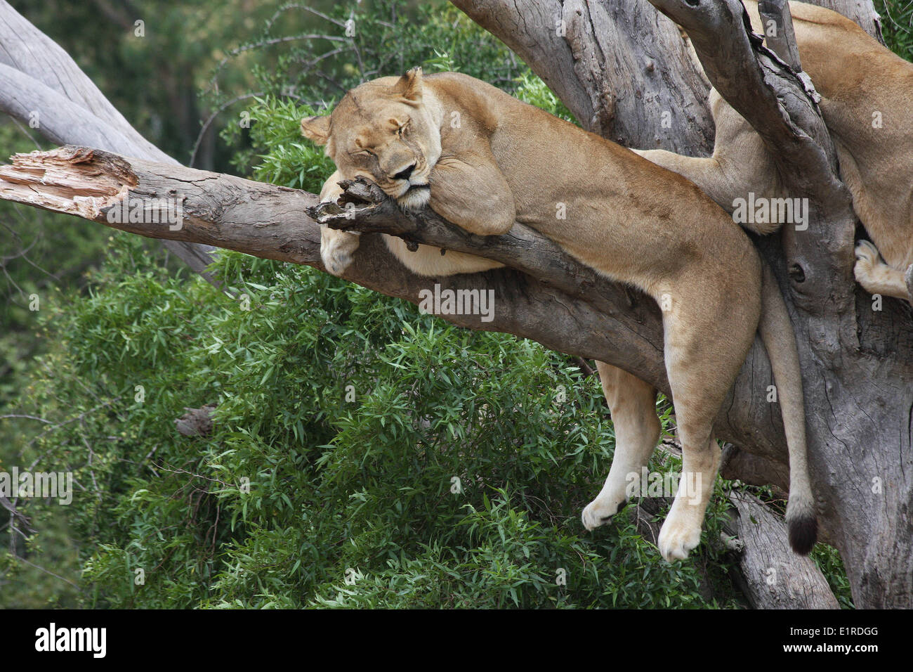 Zwei Löwinnen entspannen in einem Baum an der Rhino und Lion Nature Reserve, in der Nähe von Pietersburg, Pretoria, Südafrika Stockfoto