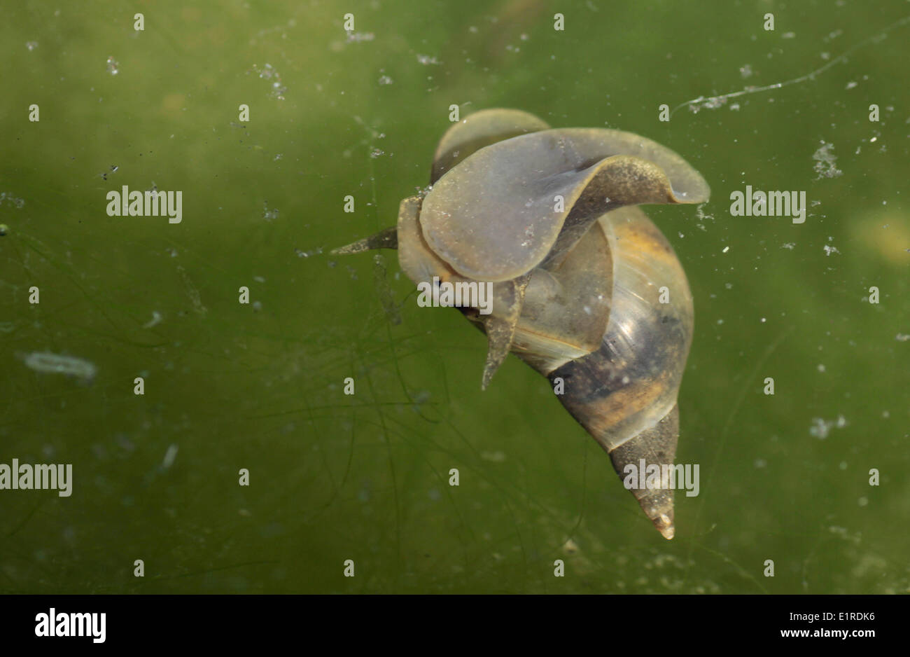 Der große Teich Schnecke an der Wasseroberfläche, wo er atmen kann. Er