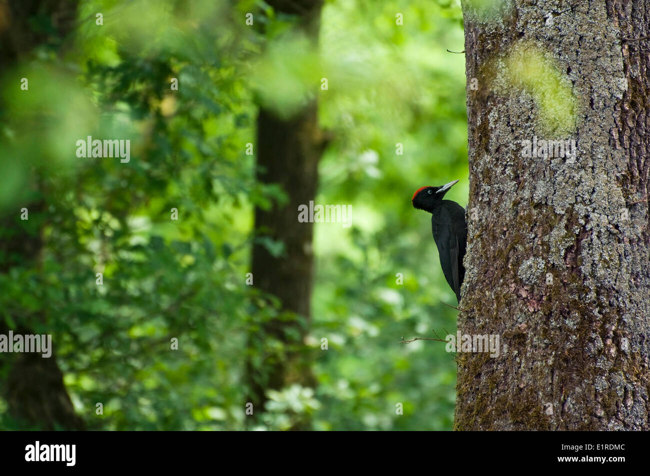 Ein Schwarzspecht auf einem Baumstamm in Viroinval in Belgien Stockfoto