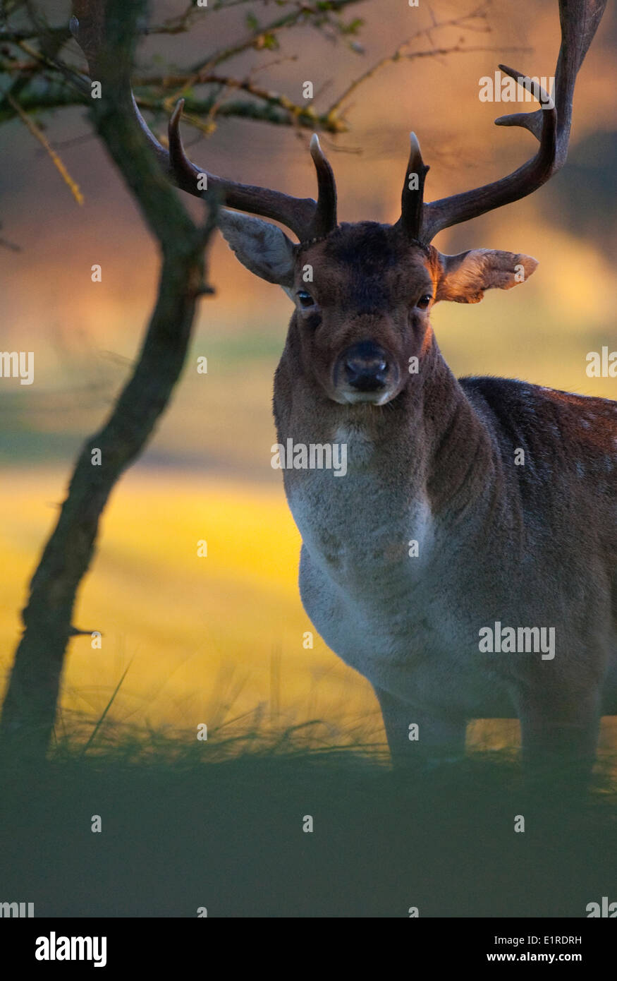 Damhirsch im frühen Morgenlicht in holländische Dünenlandschaft im Herbst Stockfoto