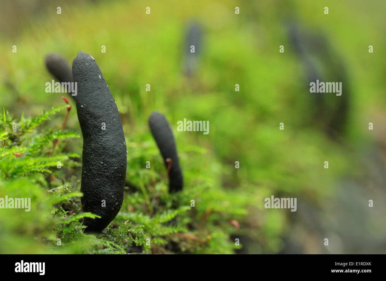 toter Mann Fingern wachsen auf einem Baumstamm mit Moos bedeckt. Stockfoto