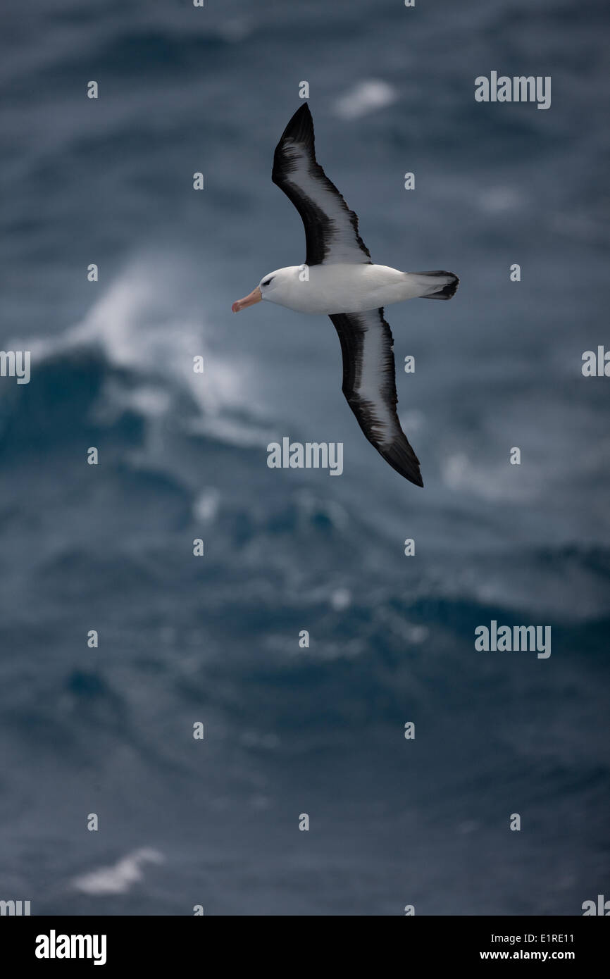 Black-browed Albatross (Thalassarche Melanophrys) im Flug über die Drake-Passage, Südatlantik (Südpolarmeer), zeigt Stockfoto