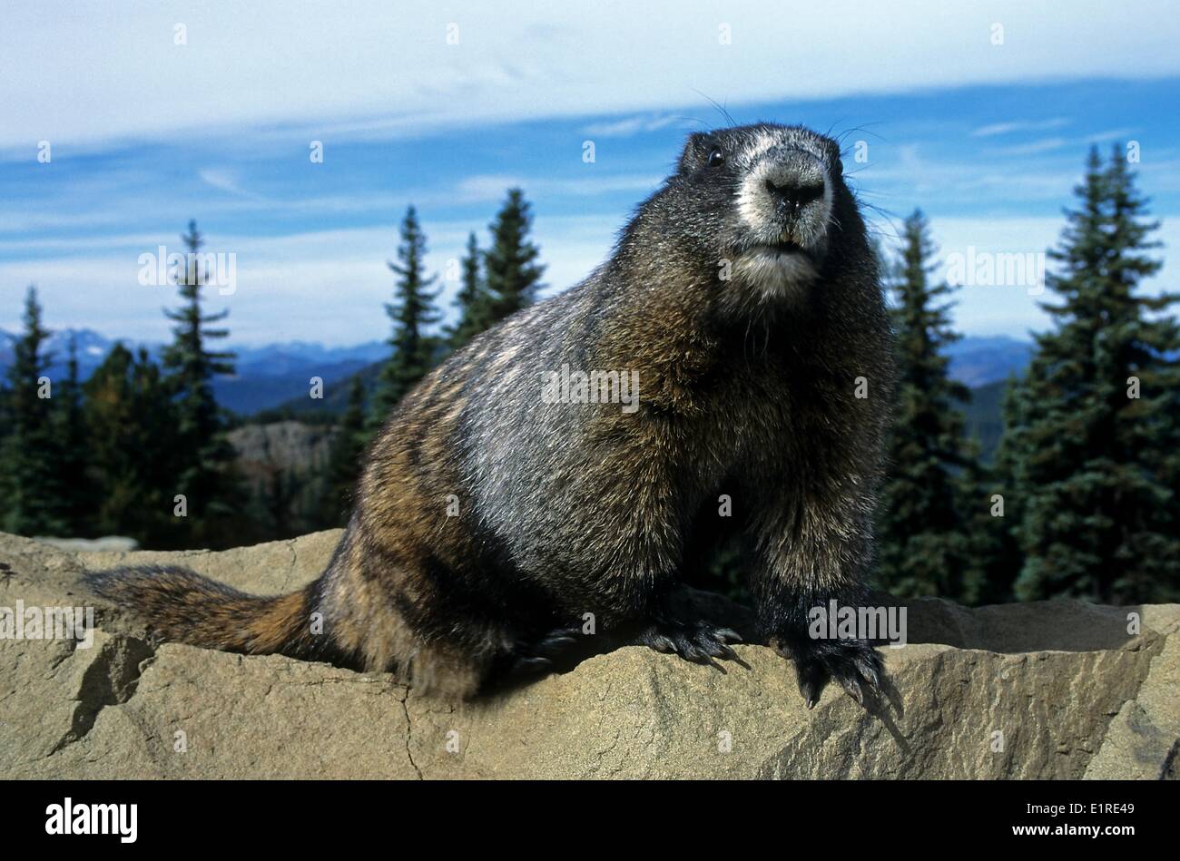 Hoary Marmot in Nahaufnahme auf Bergfelsen Stockfoto