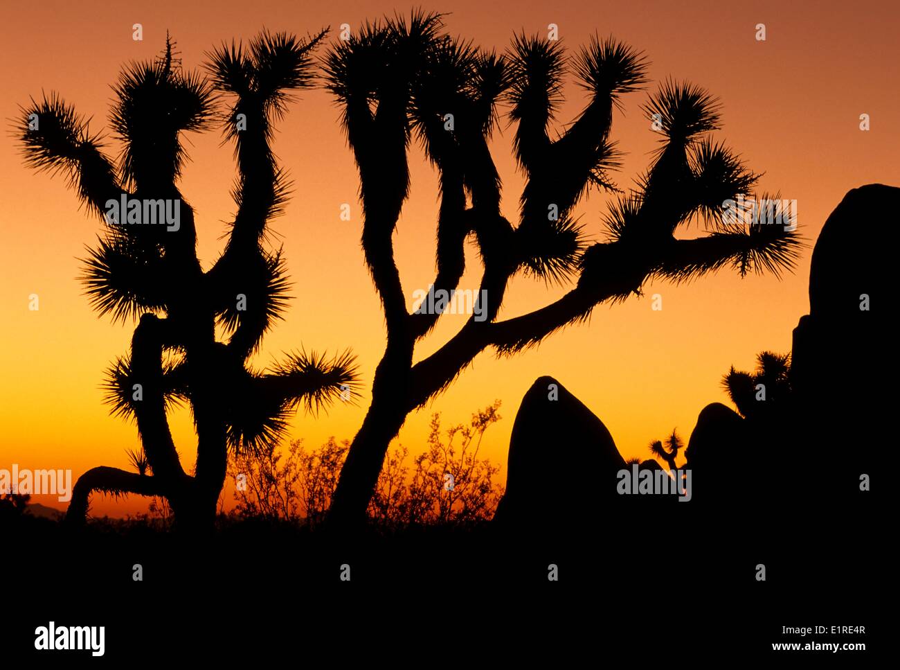 Eindruck von der Yuccas in Joshua Tree N.P. Stockfoto