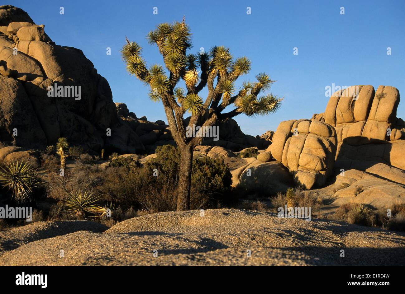 Typischen Felsformationen in Joshua Tree N.P Stockfoto