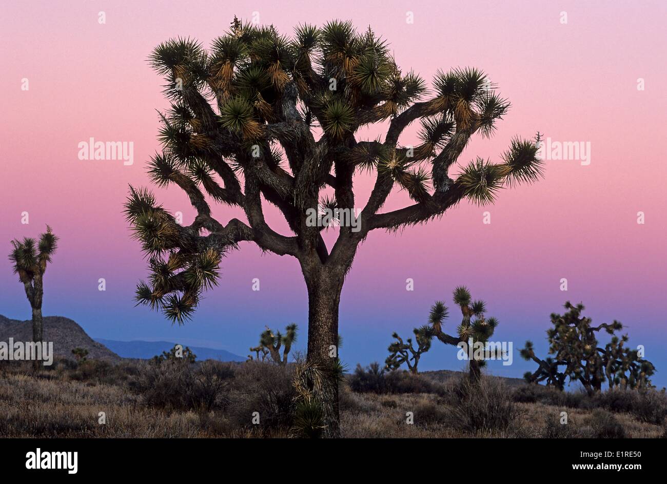 Yucca Brevifolia in Joshua Tree N.P. Stockfoto