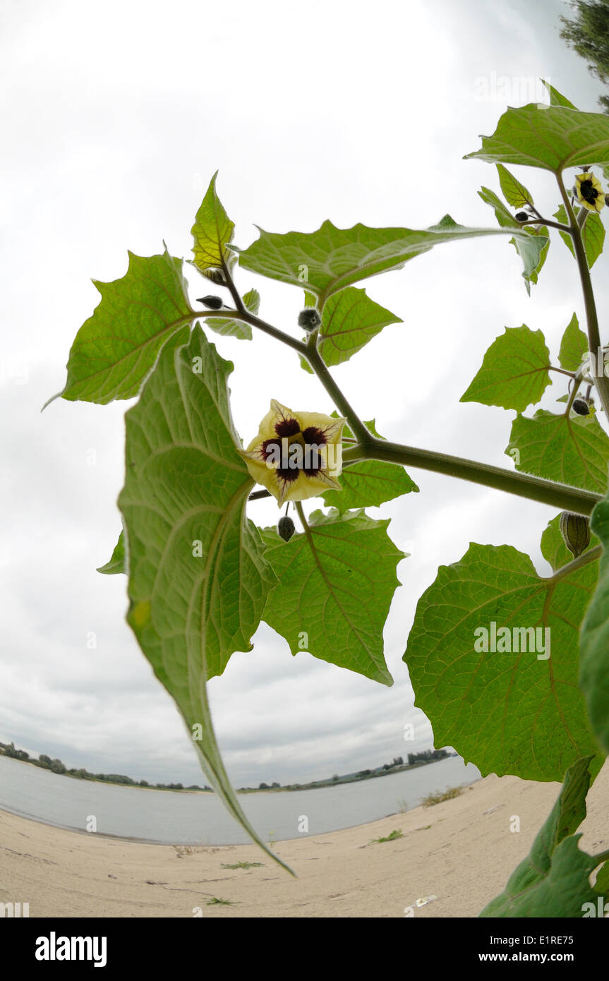 Kap-Stachelbeere ist eine Pflanze, welche Herkunft in den Anden ist, aber es hat lange kultiviert. Zuerst in Südafrika und seit kurzem in Stockfoto