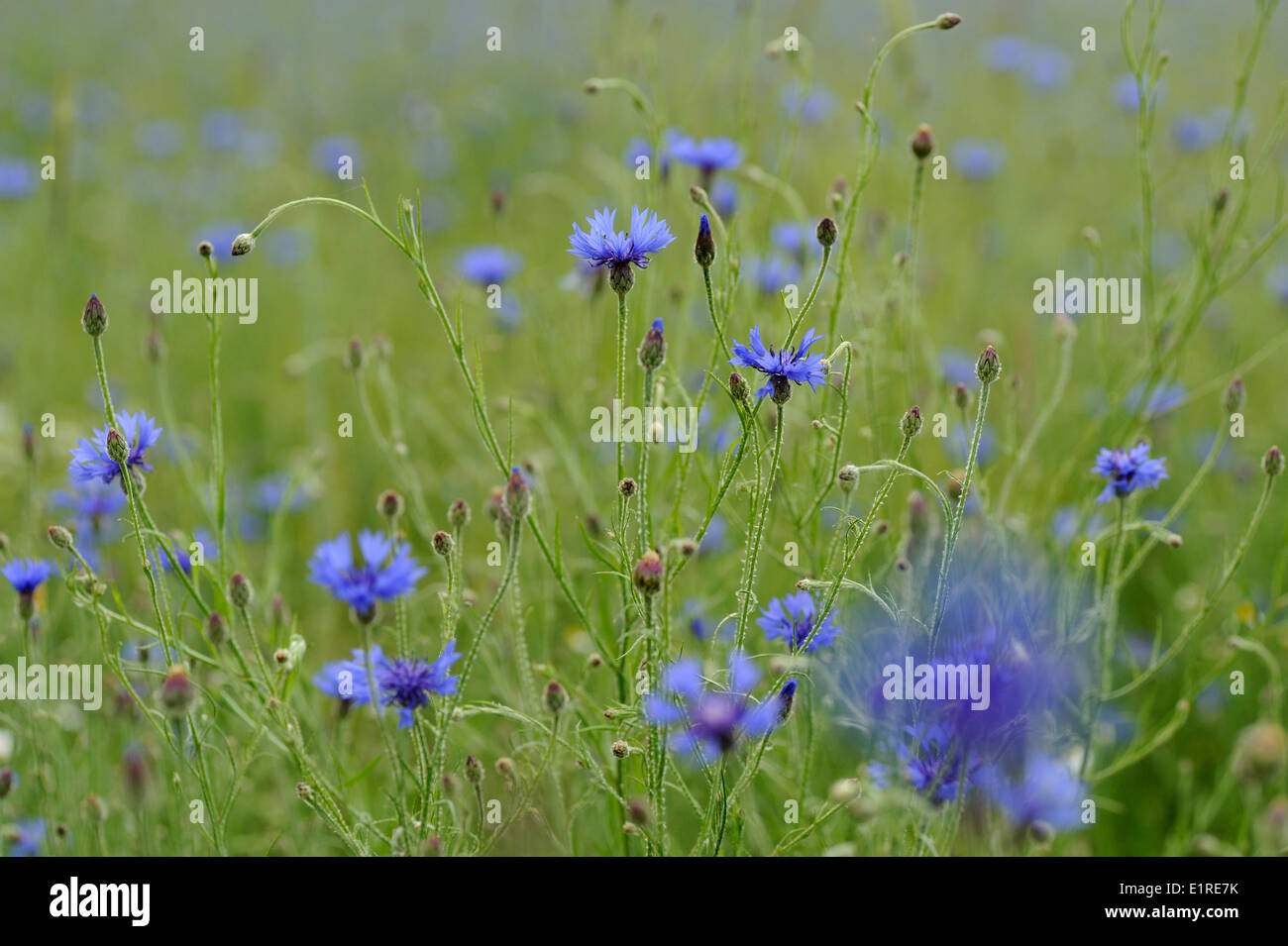 Weizenfeld bedeckt mit Kornblumen im Wind bewegen Stockfoto
