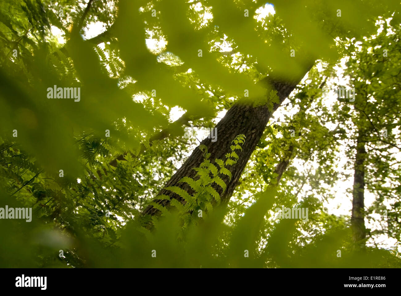 Marsh Farne in einem Wald Stockfoto