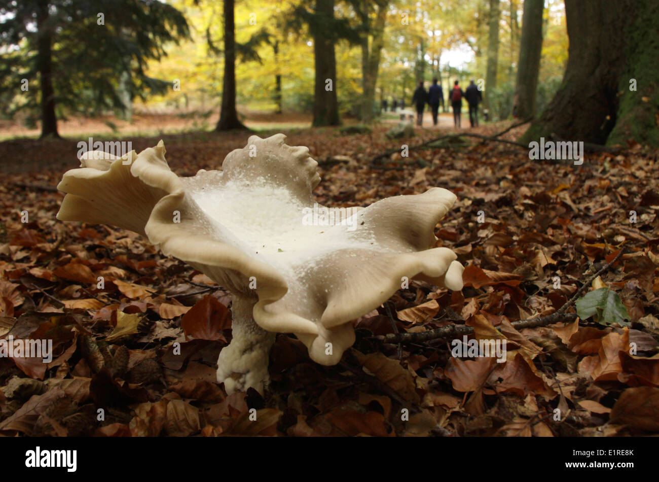 Eine extrem hohe getrübt Agaric Stockfoto