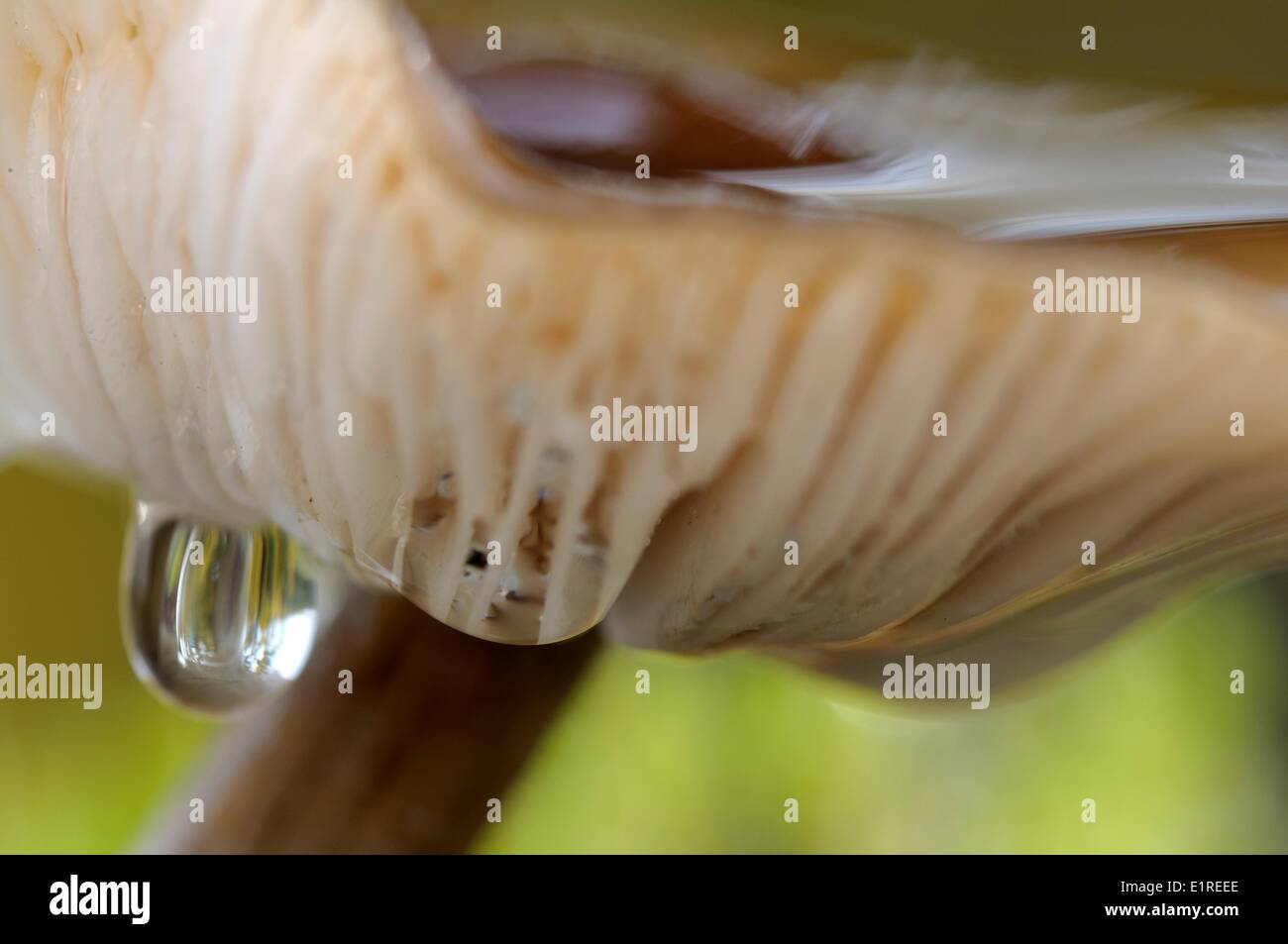 Abstraktes Bild von einem Collybia Butyracea mit Regentropfen Stockfoto