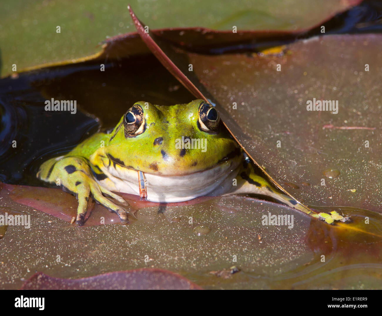 Green Frog mit Beute Stockfoto