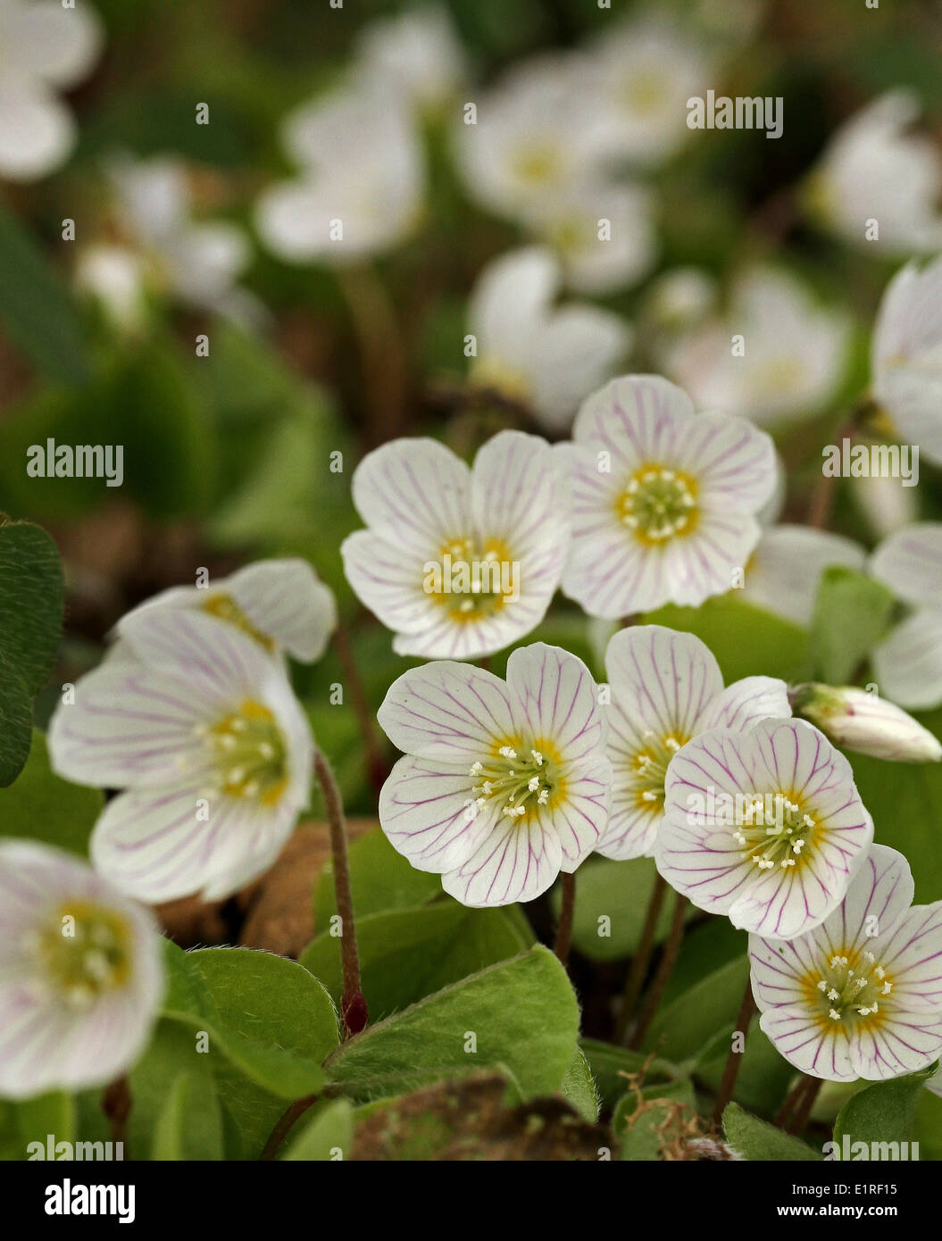 frontale Nahaufnahme von Blumen Stockfoto