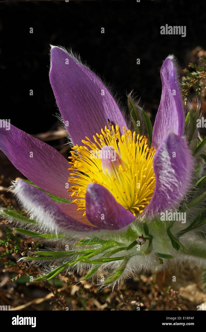 frontale Nahaufnahme Blume Stockfoto