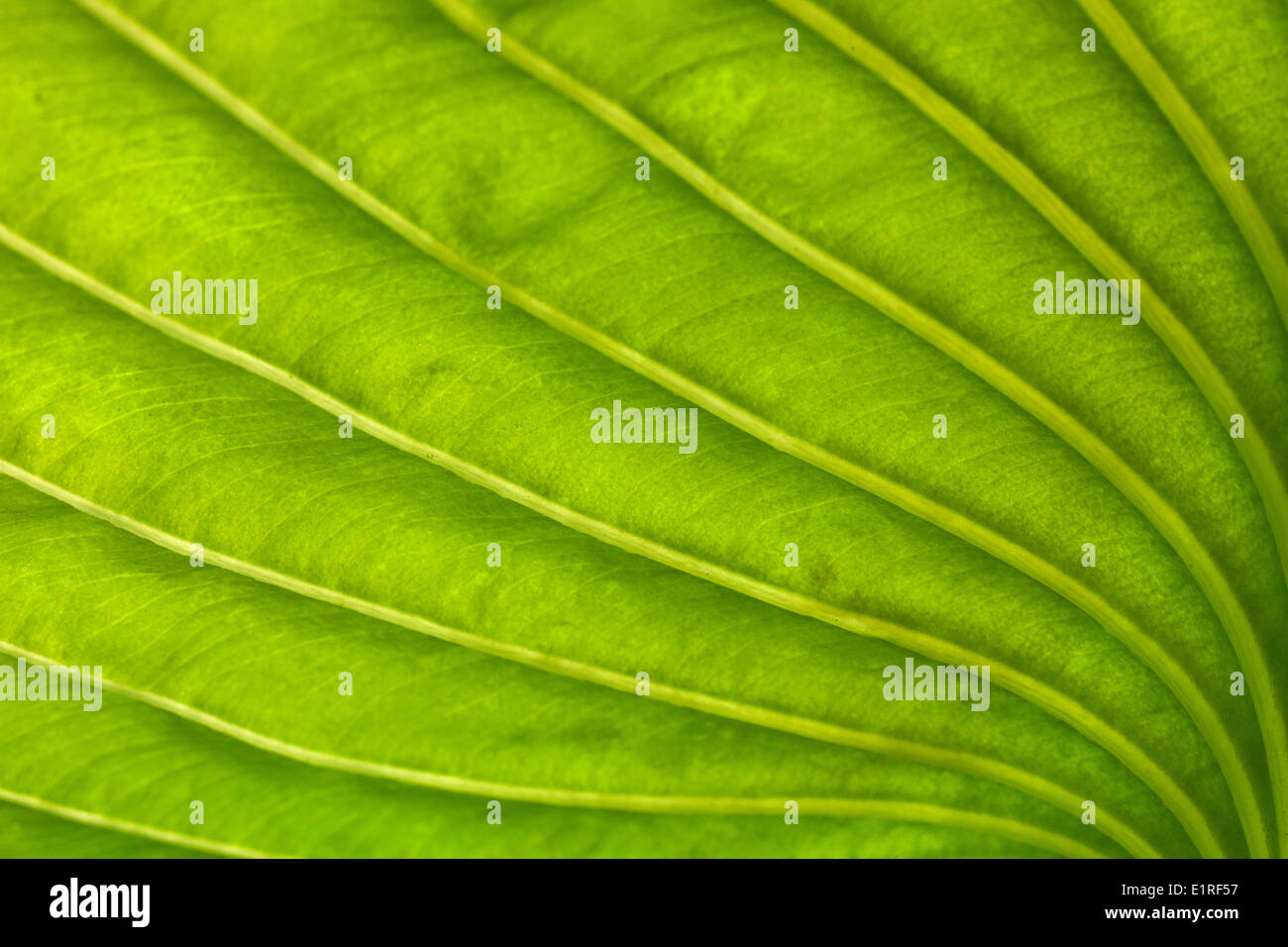 Struktur der Venen und Mesophyll eines Hosta-Blattes in einem öffentlichen Garten in Deventer. Stockfoto