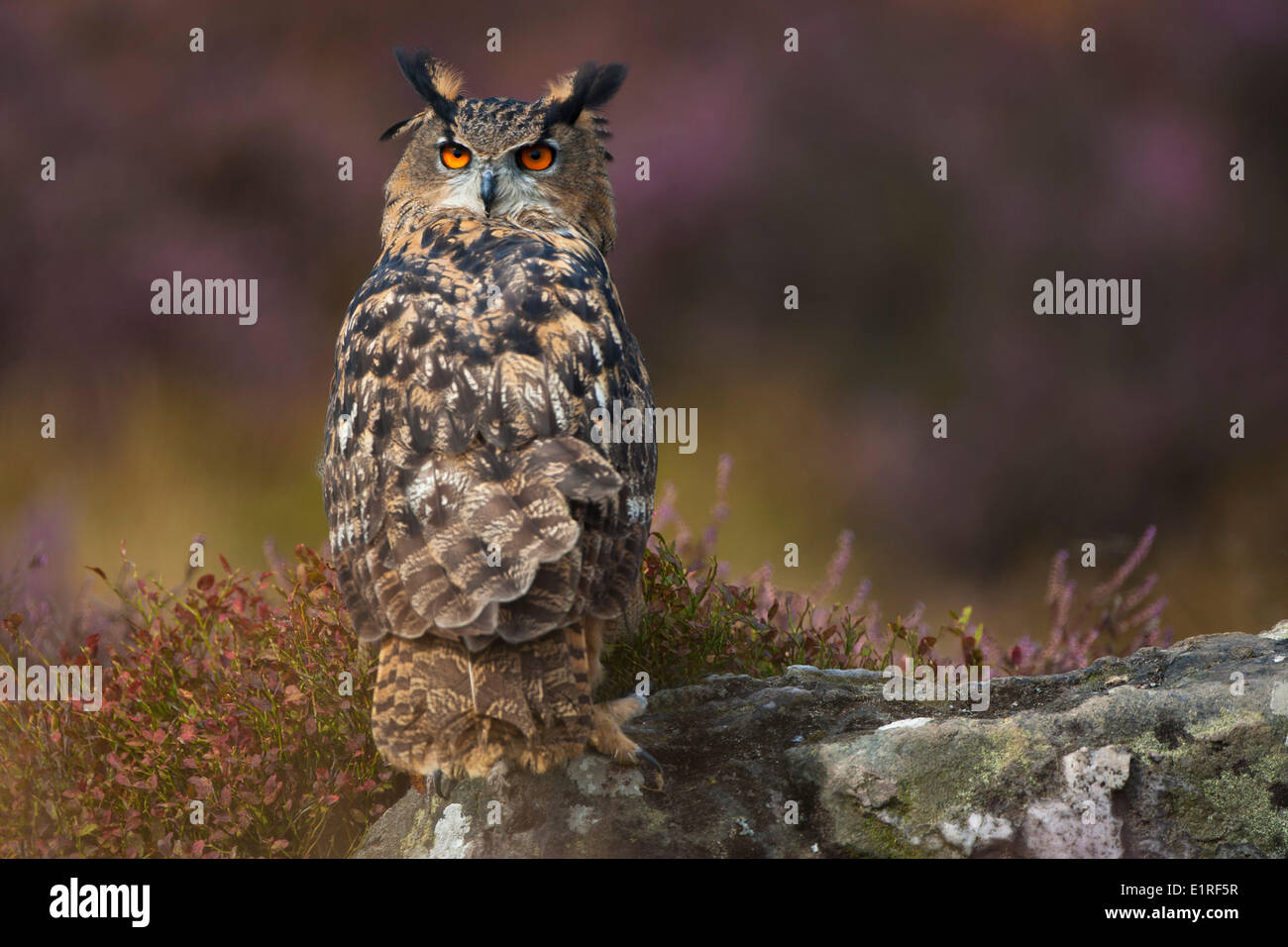 Uhu Stockfoto