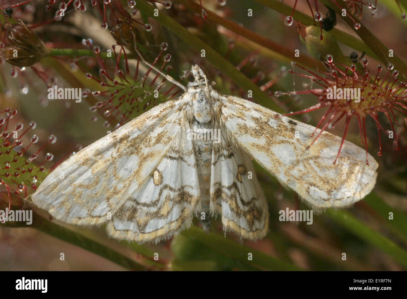 Braune China-Zeichen von Spatulate-leaved Sonnentau gefangen genommen Stockfoto