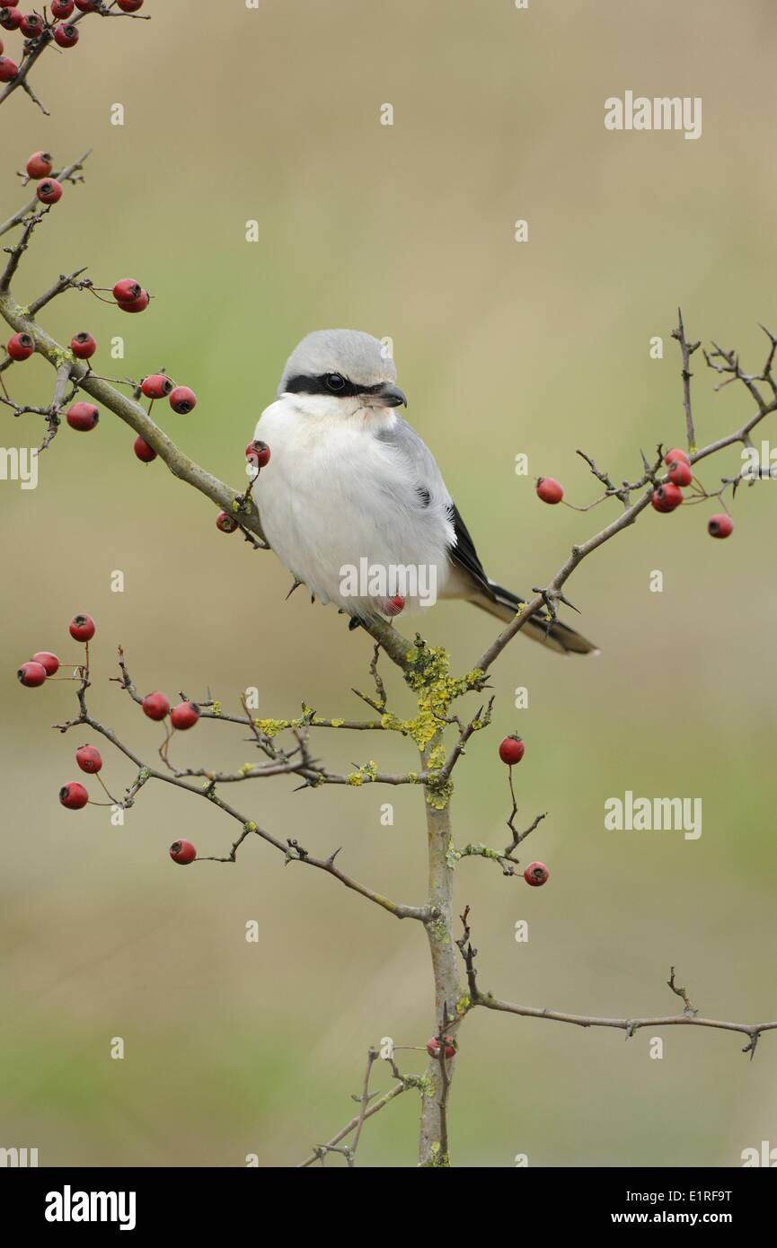 Große graue Würger thront im Dornenbusch Stockfoto