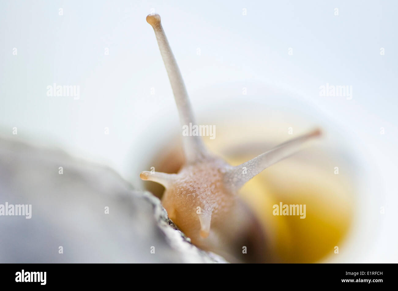 Makro-Bild einer römischen Schnecke in Viroinval, Belgien Stockfoto