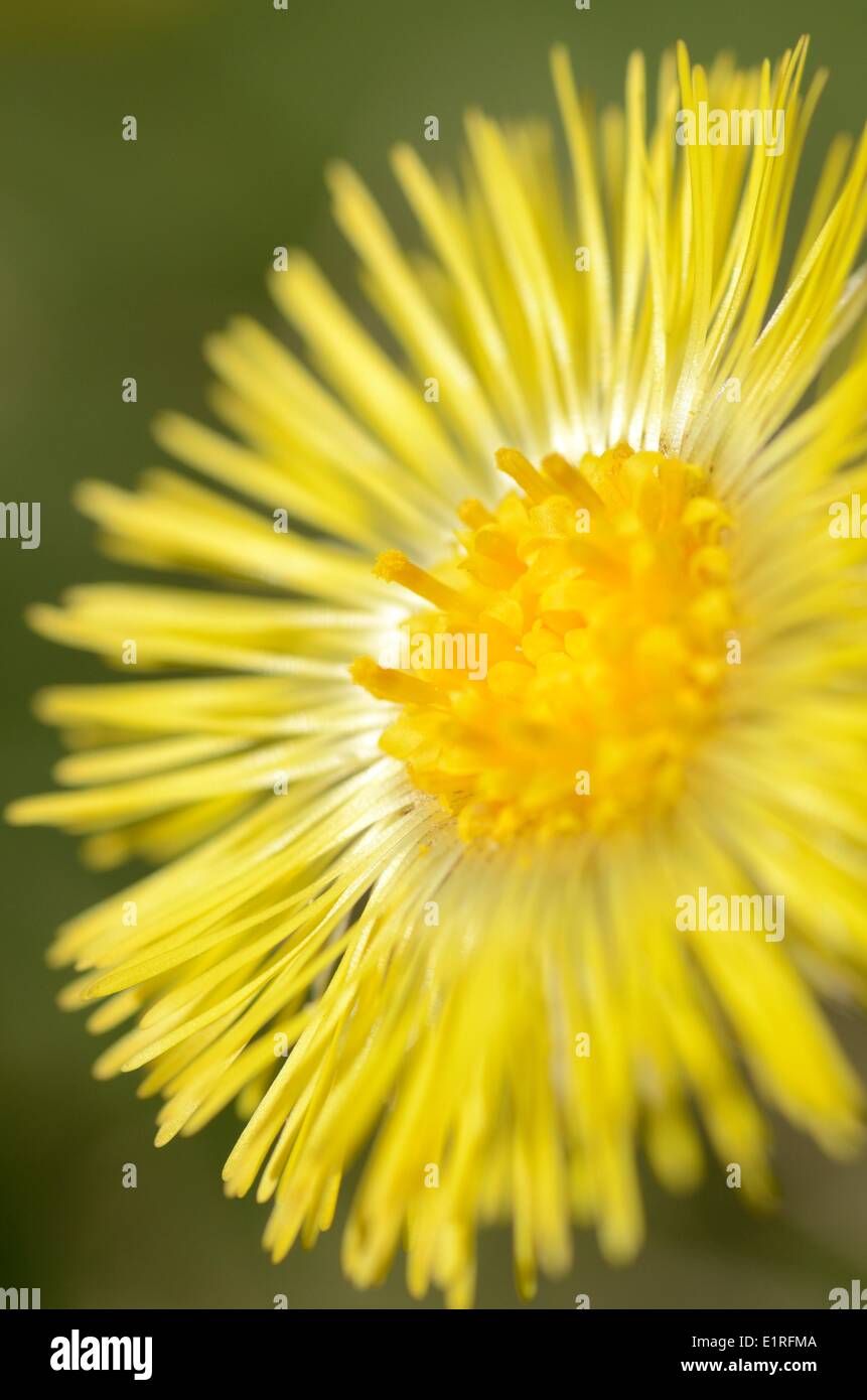 Detailansicht des Blütenstandes von Huflattich Stockfoto