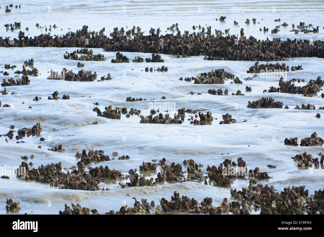 eine Sandbank in Pazifische Austern an Sandstraenden im Nationalpark Oosterschelde abgedeckt Stockfoto