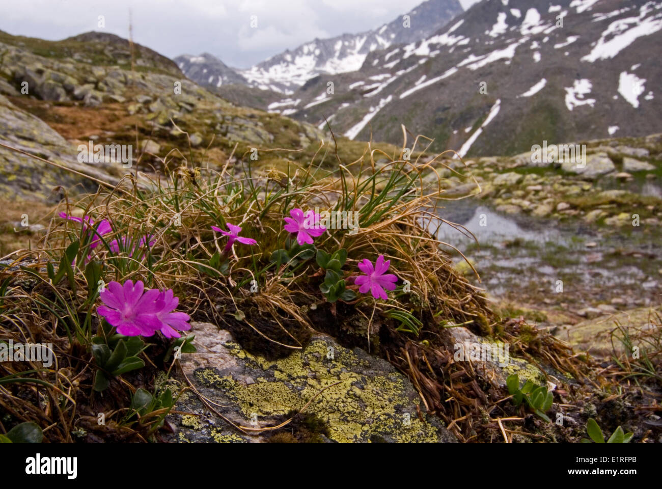 Gesamte-leaved Primel wächst hoch oben in den Alpen Stockfoto