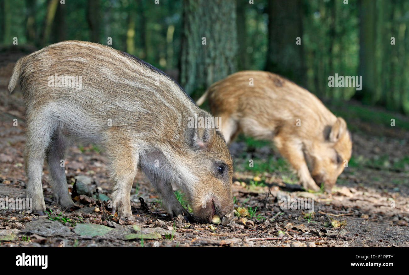 Foto von zwei Wildschweine Babys Stockfoto