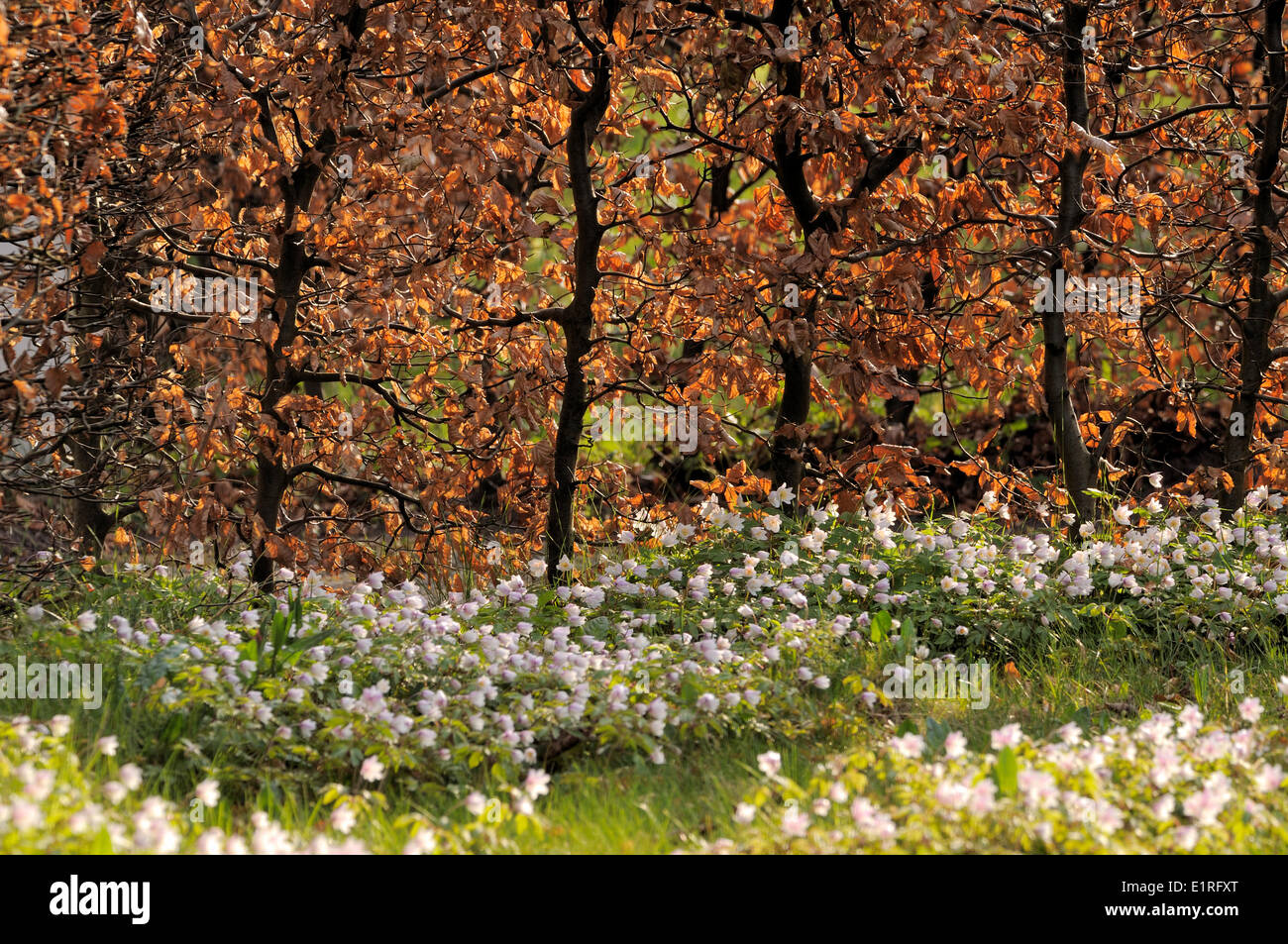 Weiße Blüten von Buschwindröschen blühen für die Stämme, Zweige und Toten, braune Blätter einer Buche-Hecke an der Beeckstijn Stockfoto