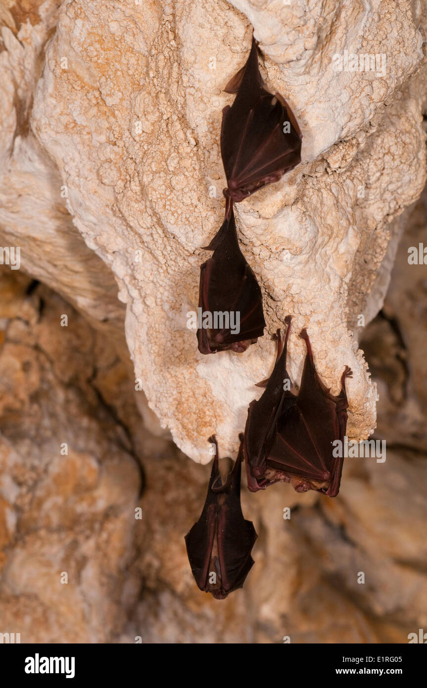 Das Bild zeigt eine größere Hufeisennase, fotografiert im Ruhezustand in den französischen Pyrenäen Stockfoto