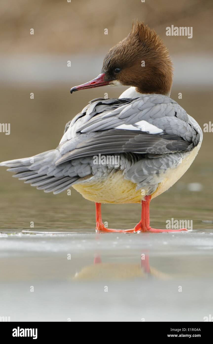 Weiblicher Gänsesäger thront auf dem Eis Stockfoto