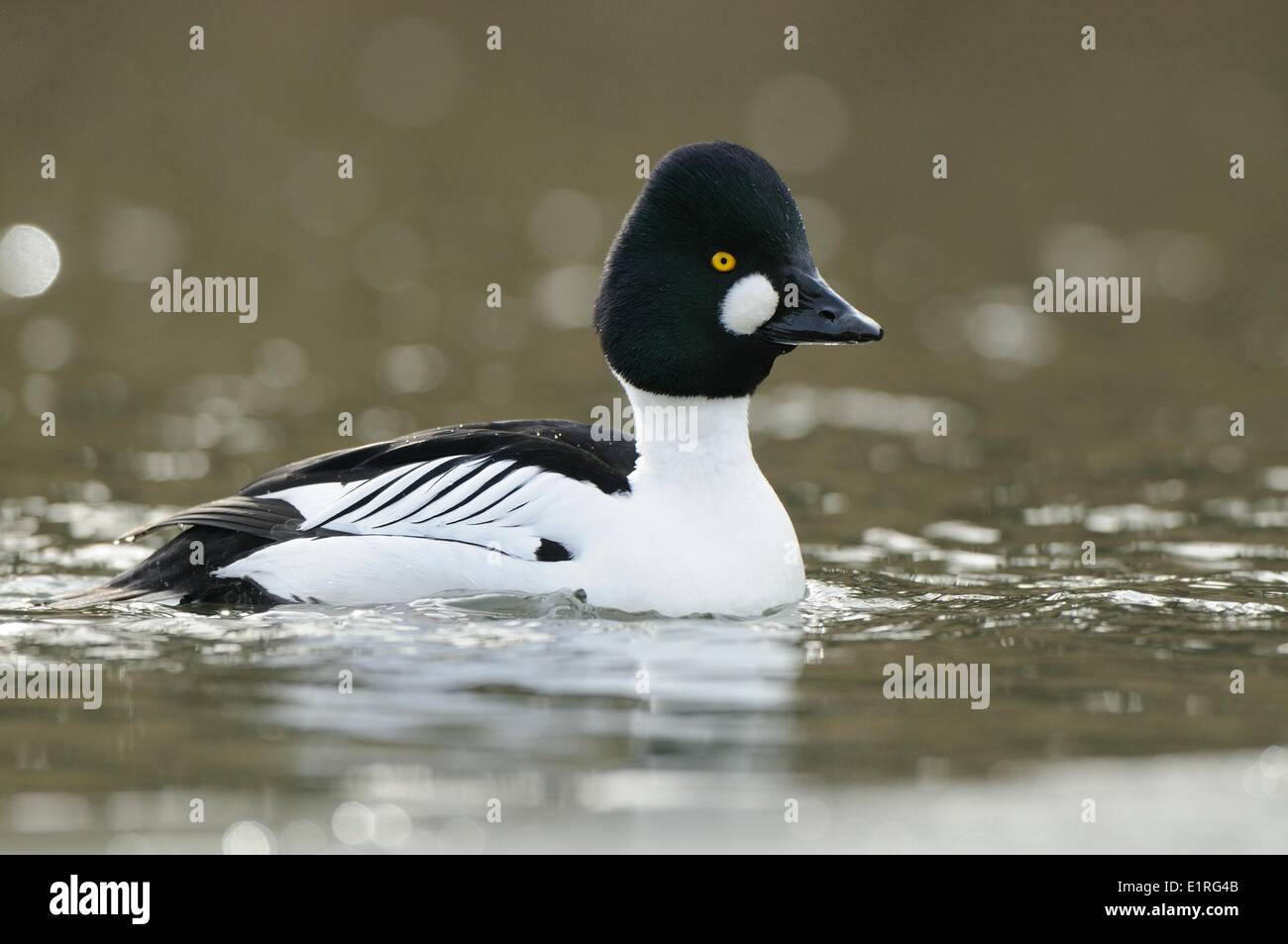 Goldeneye Stockfoto